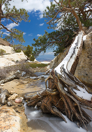 Frozen Pine & Ice Red Rock Canyons