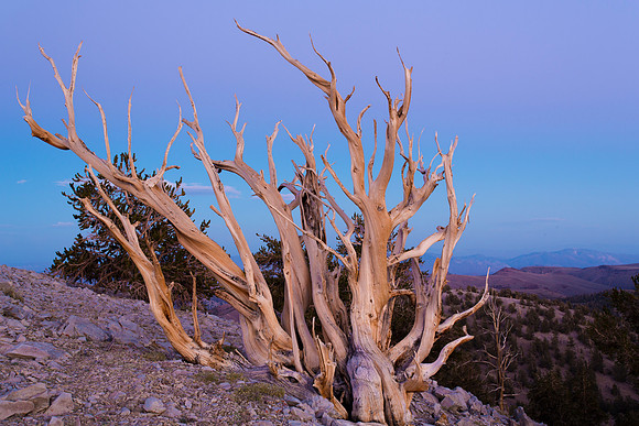 Ancient Bristlecone Pine Sunset 2