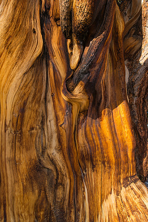 Ancient Bristlecone Pine Grain 2