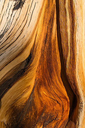 Ancient Bristlecone Pine Grain 1