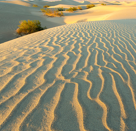 Mesquite Dunes Wavelets