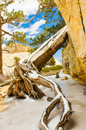 Icey Lone Pine Red Rock Canyons