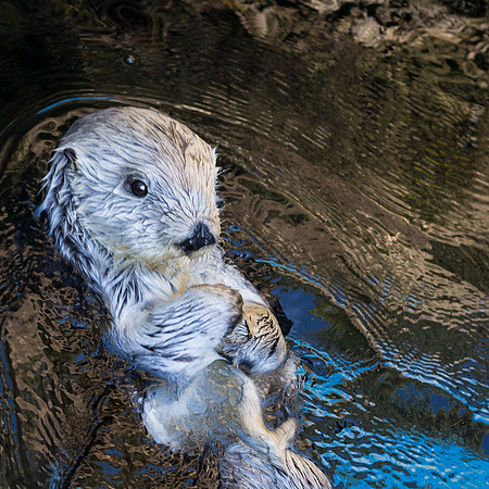 Sea Otter Back Stroking