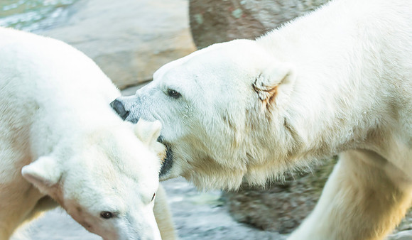Nippy Polar Bear