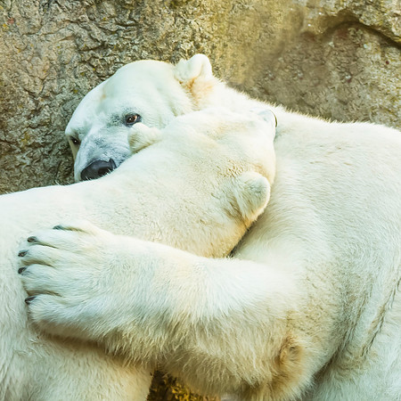 Hug, Bite Polar Bear