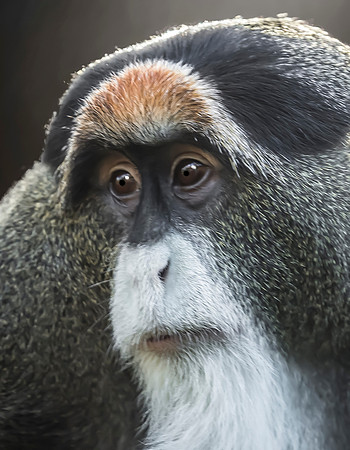 De Brazza's Monkey