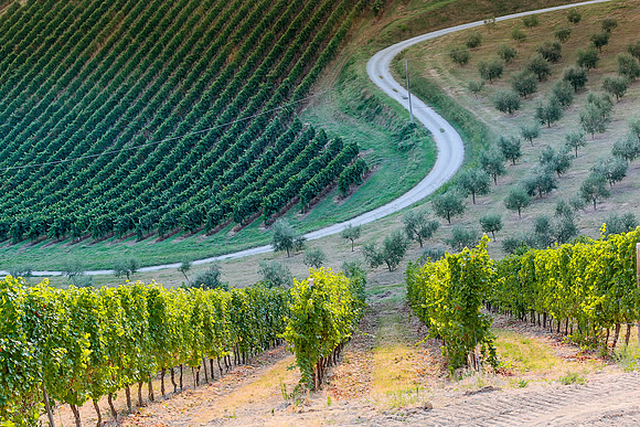 Podere Riosto Vineyard 2