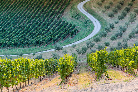 Podere Riosto Vineyard 1