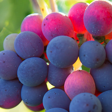 Translucent Grapes Italy Vineyard