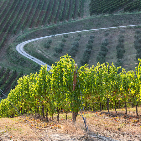 Podere Riosto Vineyard 3
