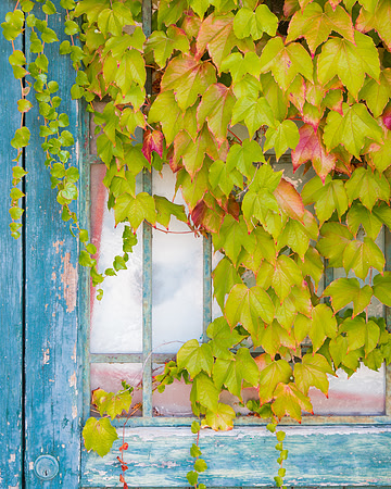 San Marco Window Leafscape